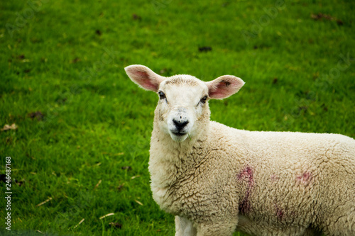 Sheep © Thomas