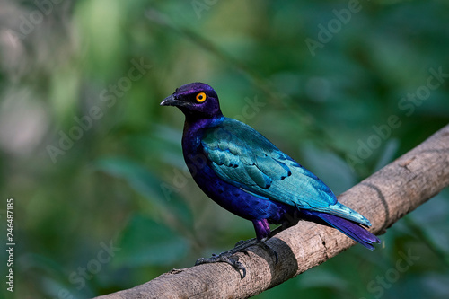 Foto Purple glossy starling (Lamprotornis purpureus)