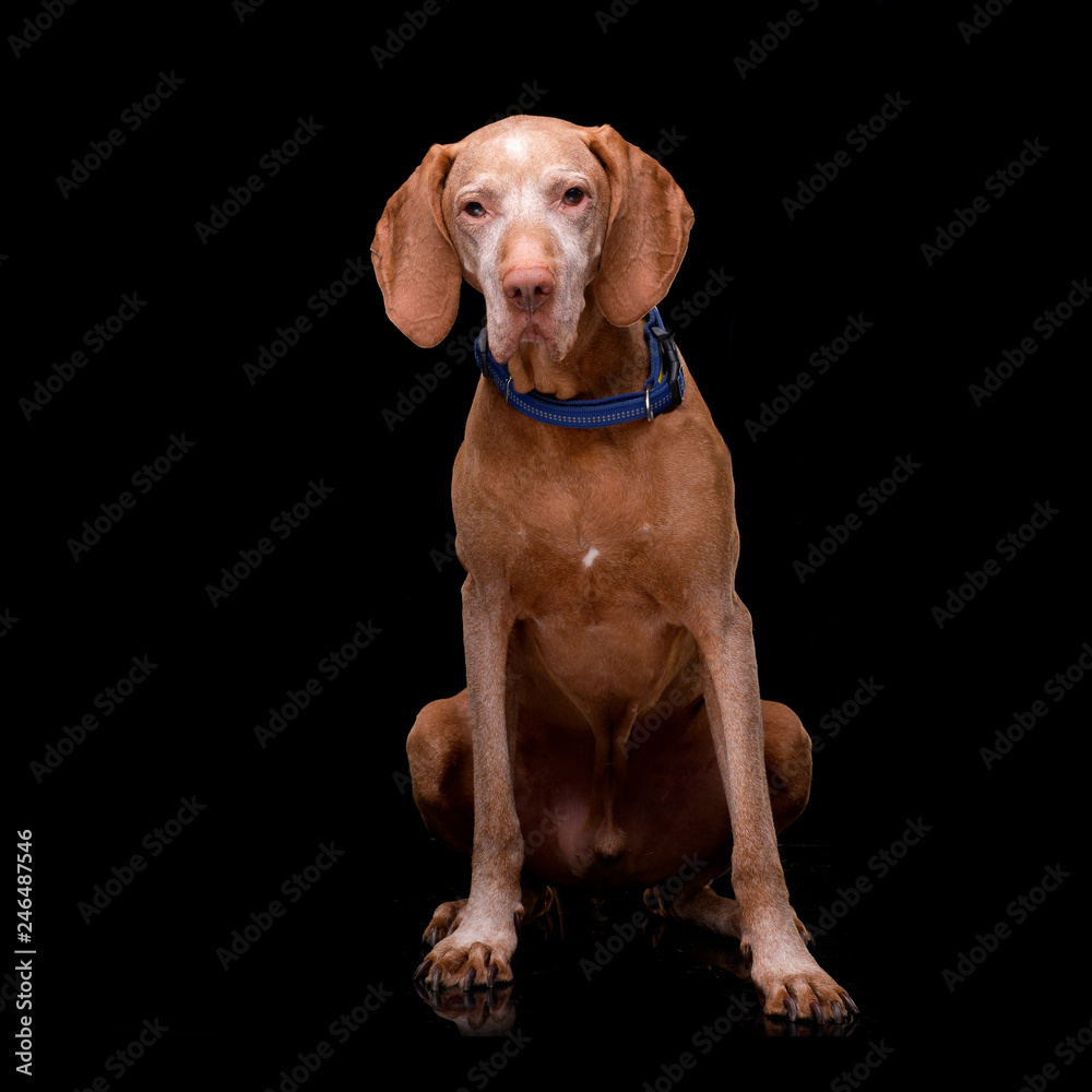 Studio shot of an adorable Hungarian vizsla