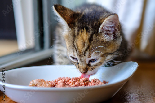 Petit chaton calico de trois mois en train de manger de la pâtée de chats. © Marina