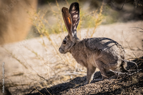 Fototapeta Naklejka Na Ścianę i Meble -  Desert Hare