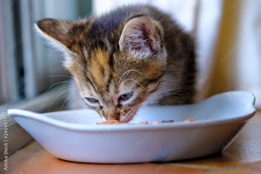 Adorable petit chaton calico assis prés de gamelle d'eau et de croquettes.