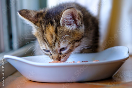 Obraz na płótnie Adorable petit chaton calico assis prés de gamelle d'eau et de croquettes. w salonie