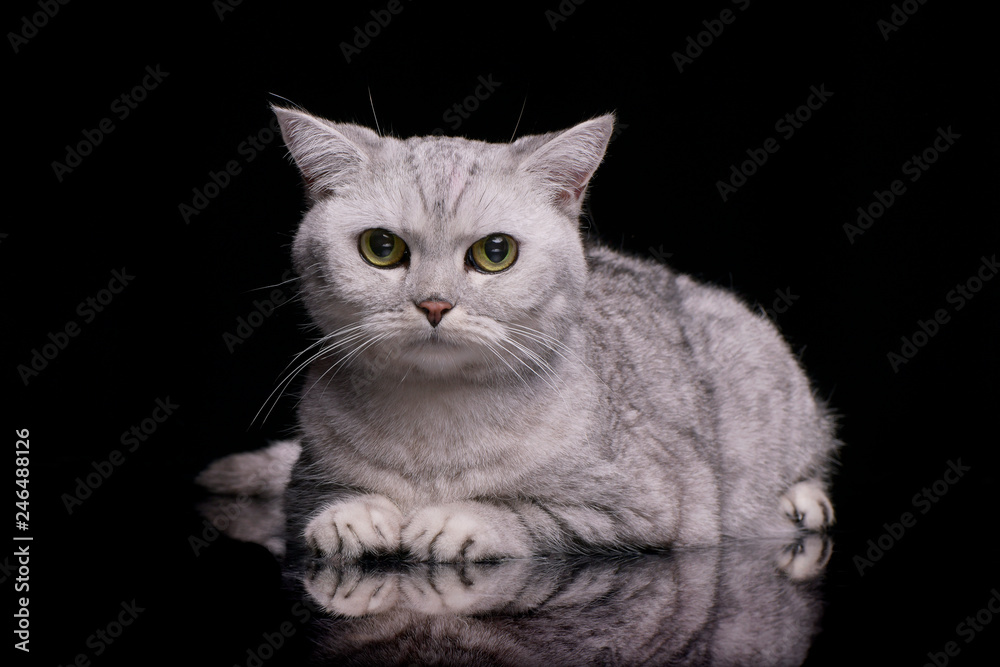 Obraz premium Studio shot of an adorable British shorthair cat