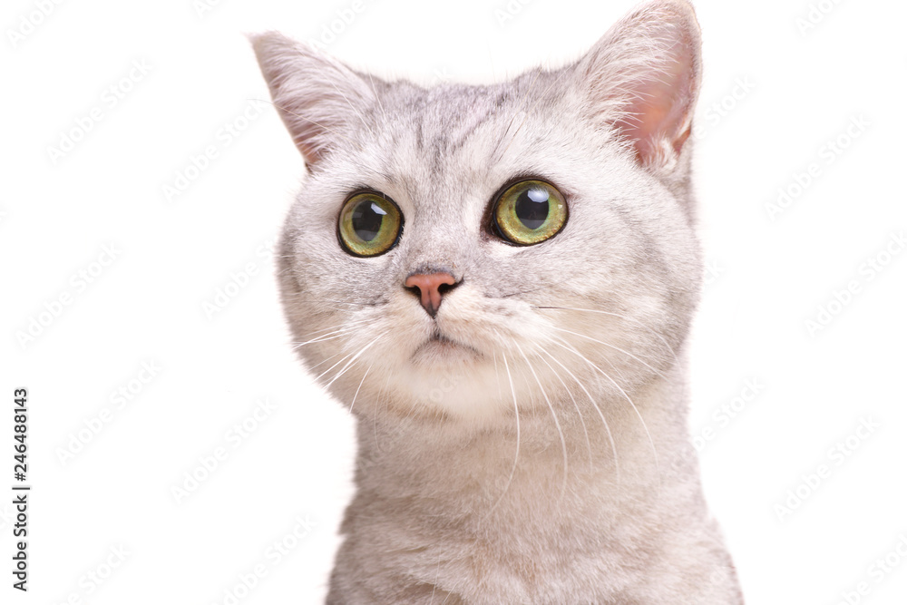 Portrait of an adorable British shorthair cat
