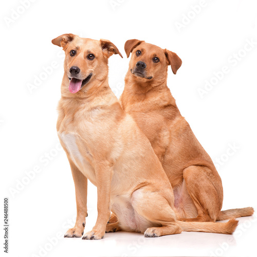 Fototapeta Naklejka Na Ścianę i Meble -  Studio shot of two adorable mixed breed dog