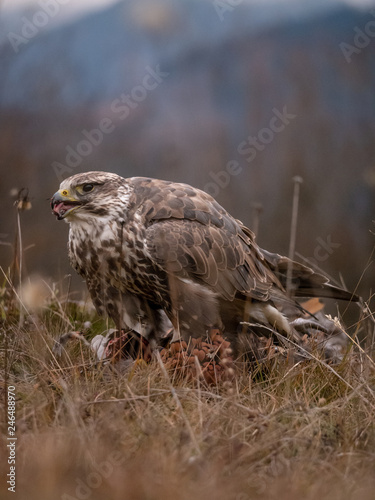 Saker falcon (Falco cherrug) sitting on hunted pheasant. Saker falcon hunting. Saker falcon portrait. Saker falcon and pheasant.  © Peter