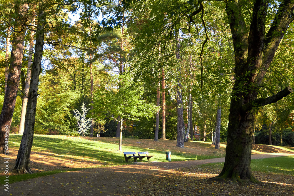 Photo of a park in a German city. Beautiful nature of Germany. Green park area of Hamburg. Park paths for walking people. Beautiful nature on a sunny day.
