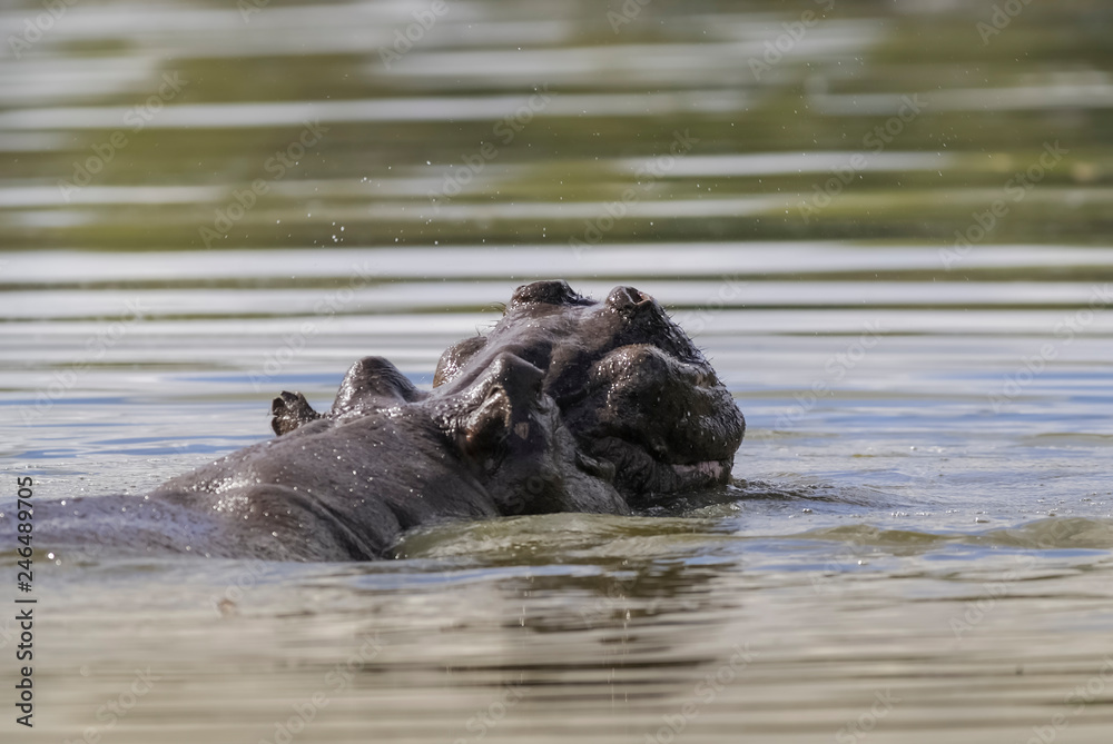 African Hippopotamus, South Africa, in forest environment