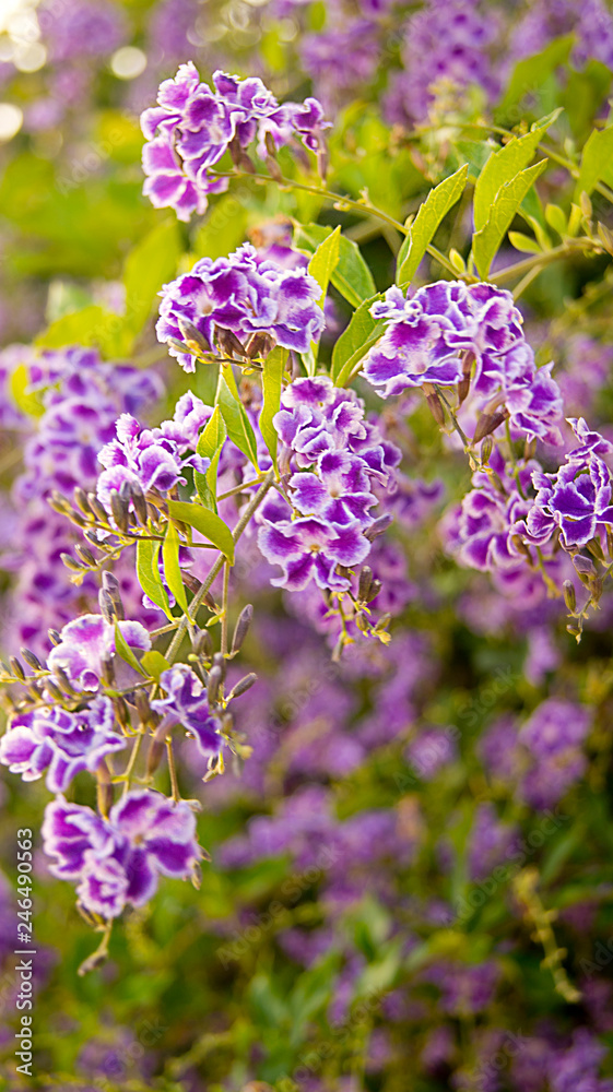 Naklejka premium Flowers everywhere