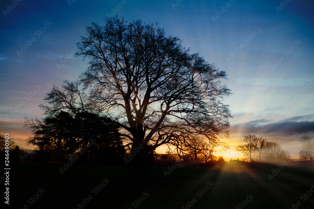 landscape at sunrise in winter with tree on the left