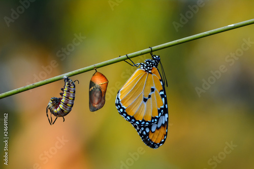 Amazing moment ,Monarch butterfly and caterpillar and chrysalis photo