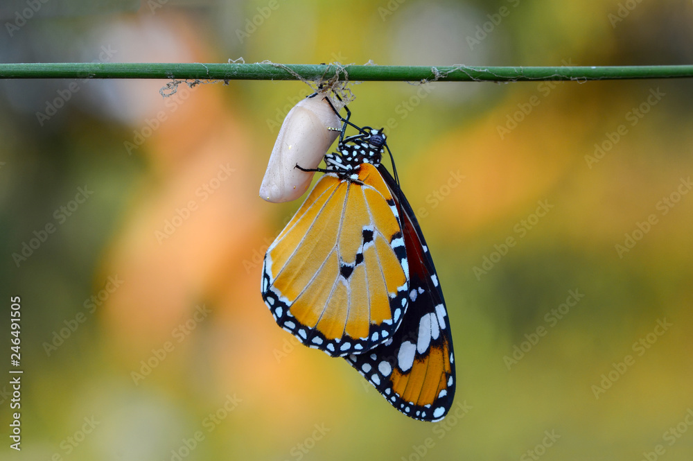 Fototapeta Amazing moment ,Monarch butterfly emerging from its chrysalis