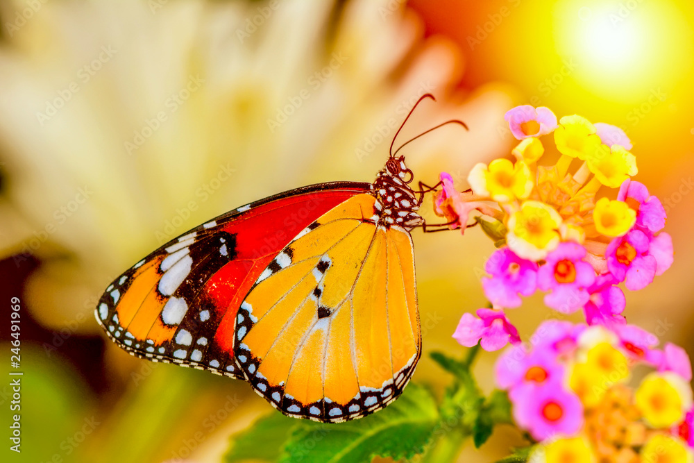 Naklejka premium Closeup beautiful butterfly sitting on flower