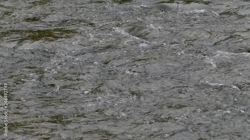Body of large fish moving and protruding water level in river during salmon run photo