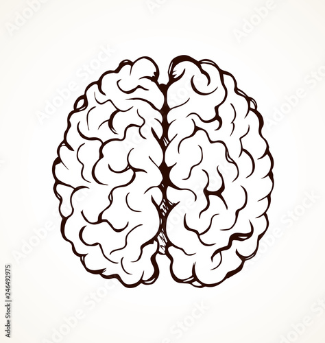 Brain. Vector drawing