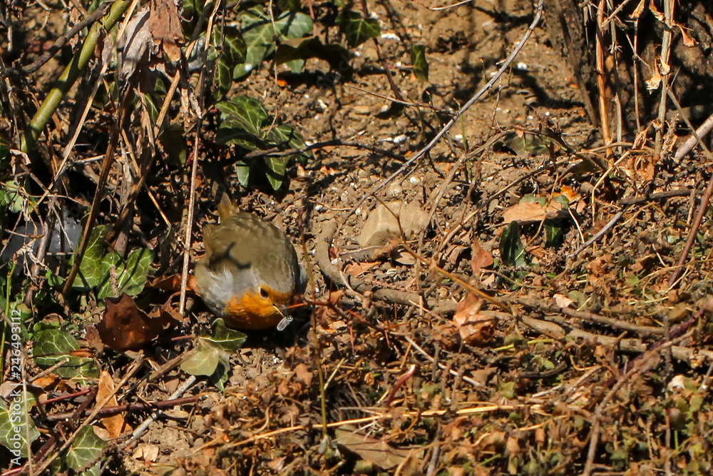 Obraz premium Robins