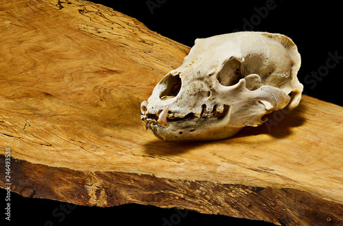 Close up of bear skull on wooden slab