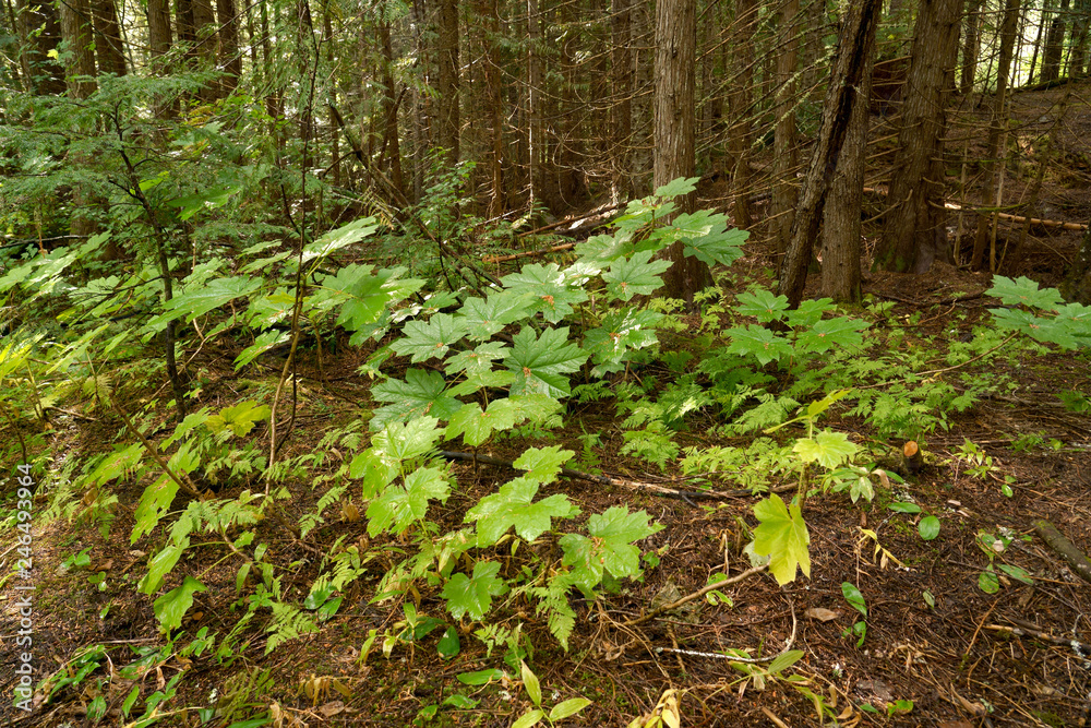 Nature in the Rainforest Floor in Canada