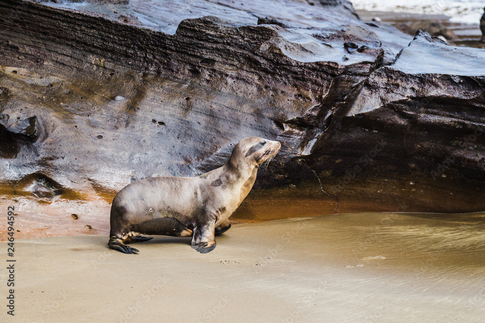 Fototapeta premium Baby sea lion camouflaged against brown rocky beach of San Cristobal island Galapagos Ecuador