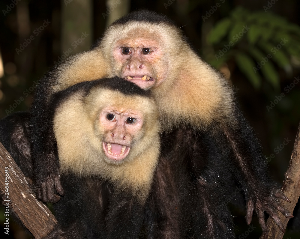 Two white-headed capuchins (Cebus imitator) close up, Costa Rica Two white-headed capuchins (Cebus imitator) close up, Costa Rica