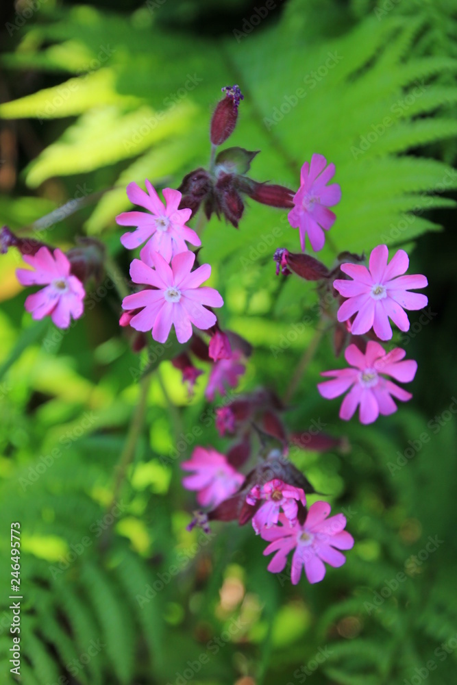 Flowers Flowers