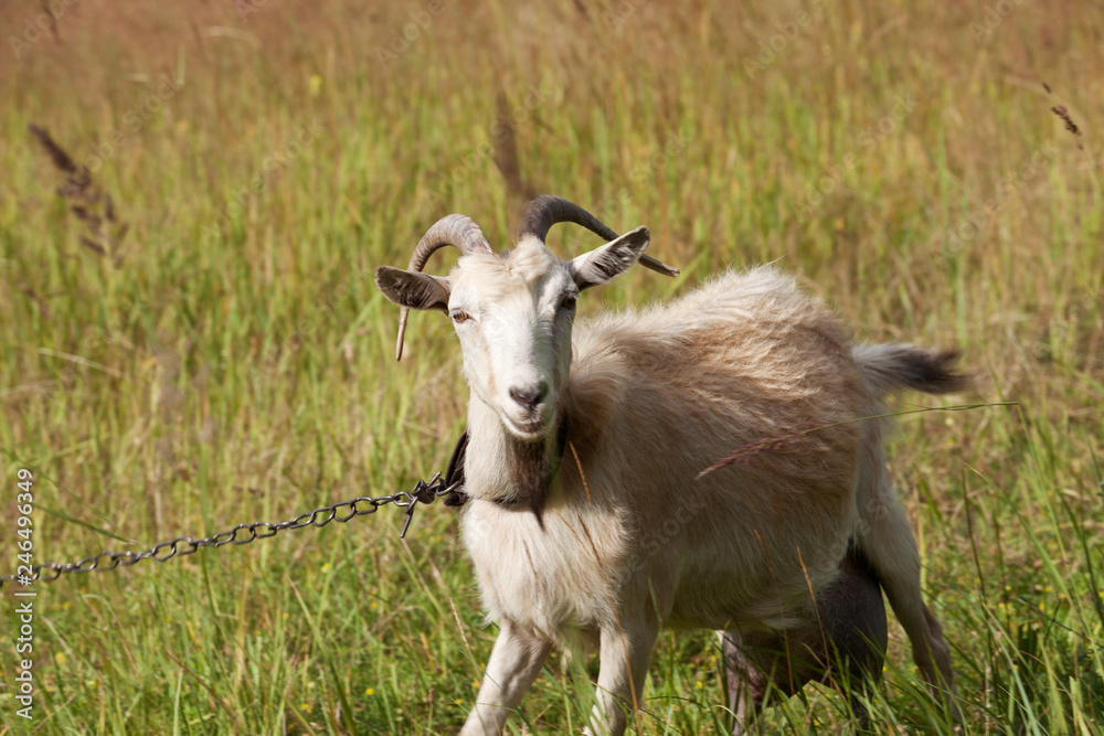 Obraz premium Goat on chain grazes on meadow