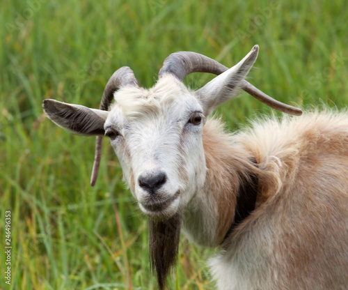 Portrait of goat on meadow in summer sun day