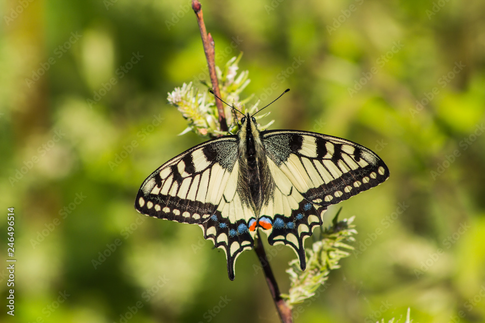 butterfly on a flower