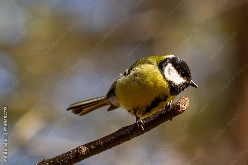 Fototapeta premium Kohlmeise Tit