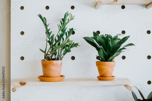 Indoor Potted Plants in Modern Home photo