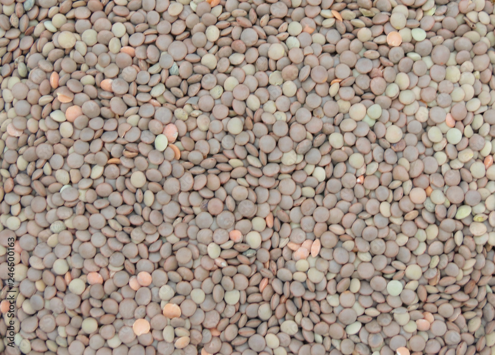 lentils pulse grain legume (Lens Culinaris) legumes vegetables food lentils pulse grain legume (Lens Culinaris) legumes vegetables food