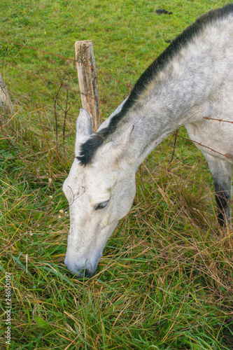 White horse grazing