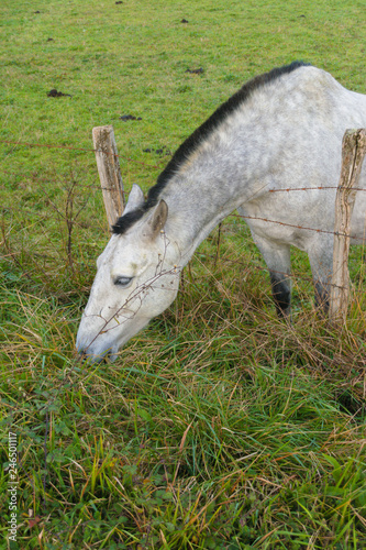 White horse grazing