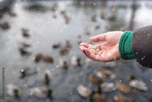 girl's hand feeds ducks on the lake in winter © alina_kostrytsia