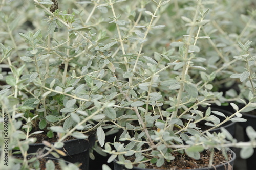 Teucrium fruticans