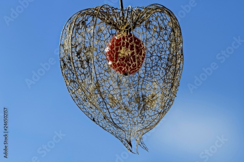 Weathered flower with fruit, Bladder cherry (Physalis alkekengi), Austria, Europe photo