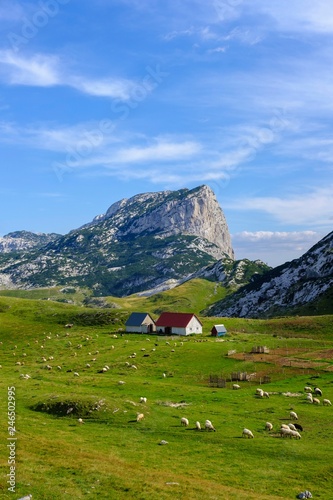 Alm Sarban and mountain Boljska Greda, Durmitor Massif, Durmitor National Park, Savnik Province, Montenegro, Europe photo