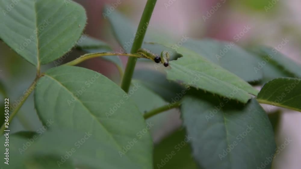 green worms on a leaf of roses