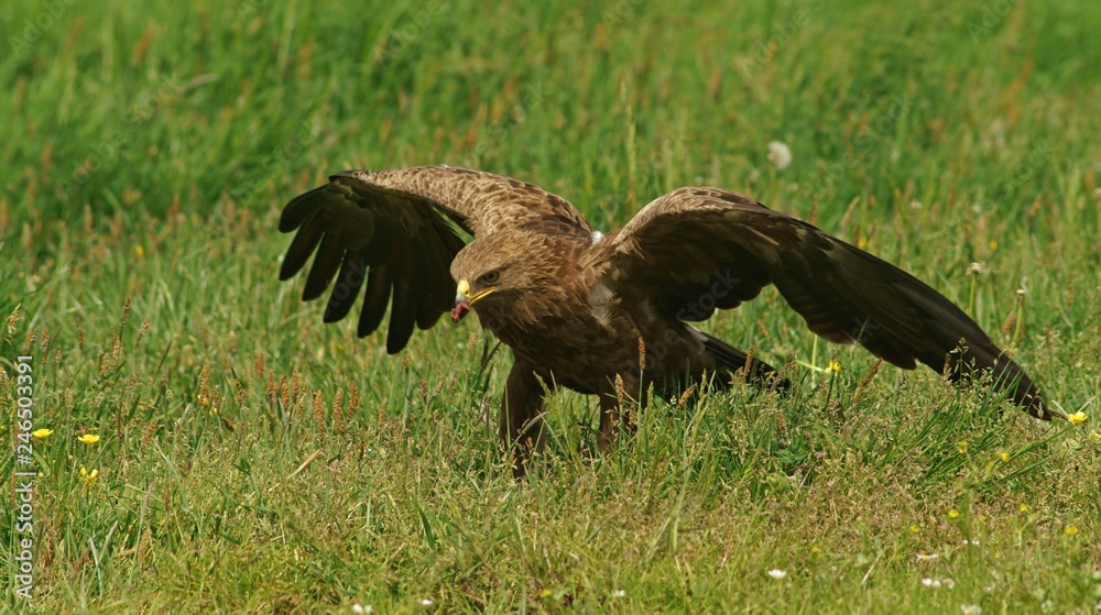 Lesser spotted eagle (Aquila pomarina) eats prey, Feldberger Seen, Mecklenburg-Western Pomerania, Germany, Europe