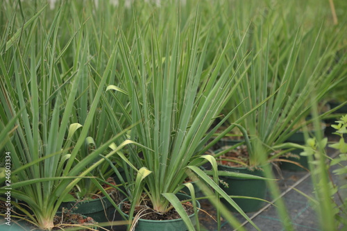 Yucca filamentosa