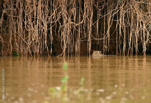 Jaguar lurking in river, Brazil, South America