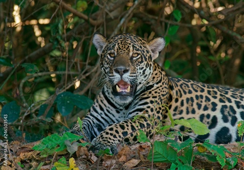 Jaguar (Panthera onca) on the lookout, Pantanal, Mato Grosso, Brazil, South America photo