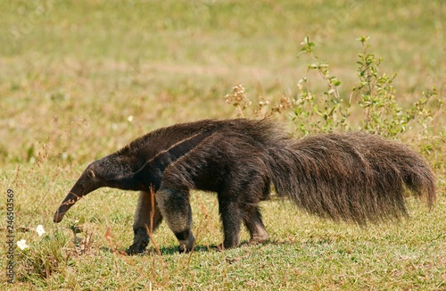 Giant anteater (Myrmecophaga tridactyla), Pantanal, Mato Grosso do Sul, Brazil, South America photo