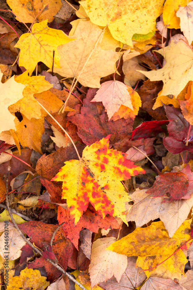 Autumn Leaves Background