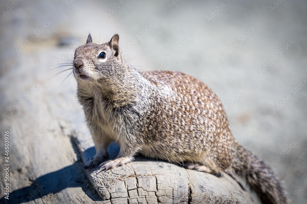 Eastern gray squirrel (Sciurus carolinensis) sits on tree trunk, West Coast, California, USA, North America Eastern gray squirrel (Sciurus carolinensis) sits on tree trunk, West Coast, California, USA, North America