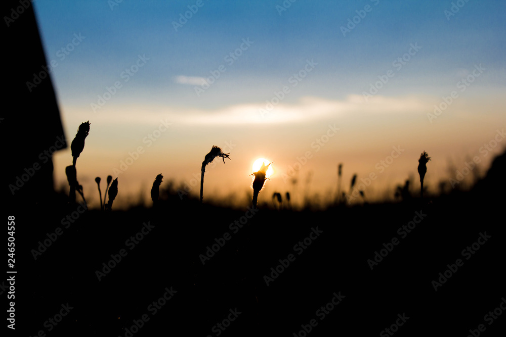 silhouette of people at sunset