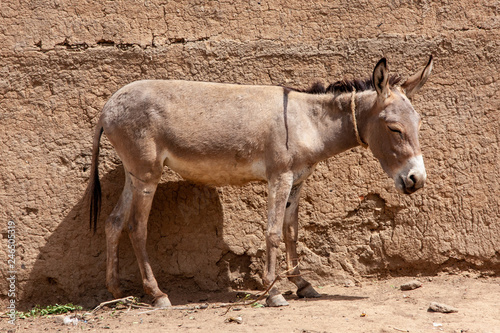 Donkey Standing in Djenn    Mali