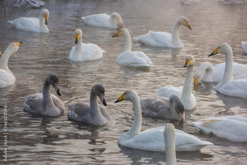 Obraz premium Grupa piękne białe łabędzie krzykliwe pływanie w niezamarzającym jeziorze zimą. Wiek ptaków z młodym lęgiem, koncepcja rodziny