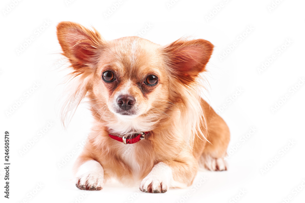 chihuahua (3 years old) lying in front against white background. 